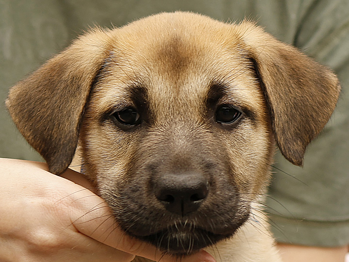 chinook puppy